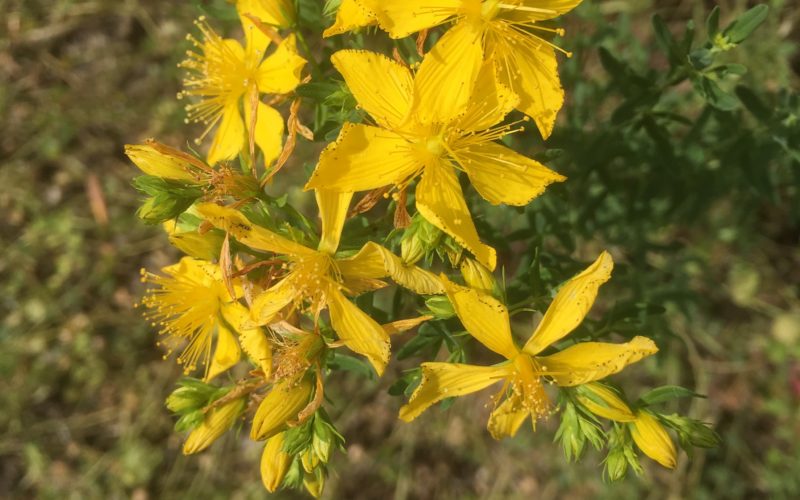 Gli oleoliti del benessere