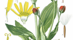 Flora del Vulture: l’Arnica