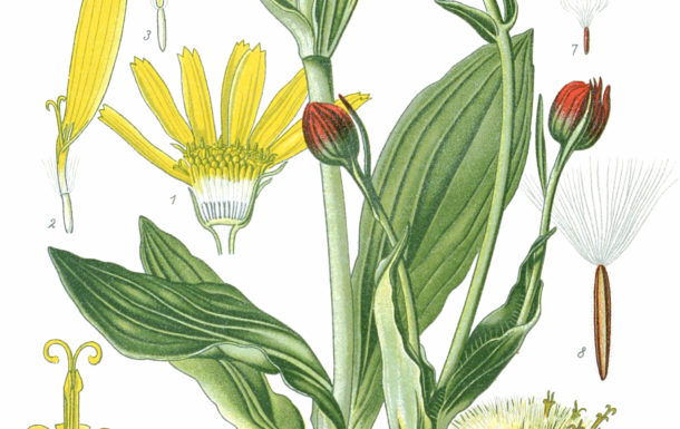 Flora del Vulture: l’Arnica