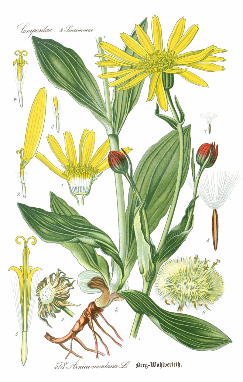 Flora del Vulture: l’Arnica