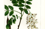 Flora del Vulture: la Robinia pseudo Acacia